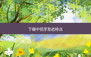 下颌中切牙形态特点
