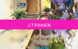 上下牙齿的区别