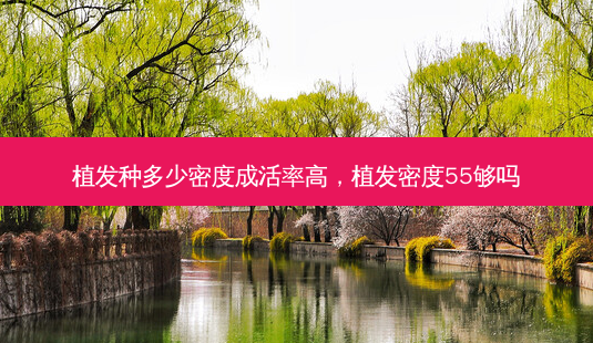植发种多少密度成活率高，植发密度55够吗-第1张图片-容颜讯