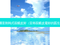 哪里割韩式双眼皮好（亚韩双眼皮好的医生）