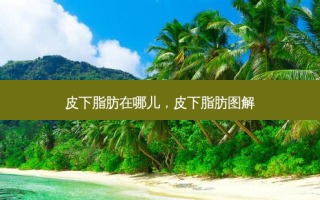 皮下脂肪在哪儿，皮下脂肪图解