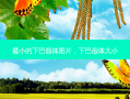  *** 小的下巴假体图片，下巴假体大小
