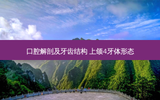 口腔解剖及牙齿结构 上颌4牙体形态