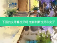 下面的尖牙算虎牙吗 怎样判断虎牙和尖牙