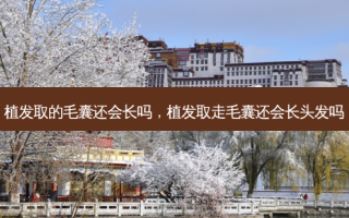 植发取的毛囊还会长吗，植发取走毛囊还会长头发吗